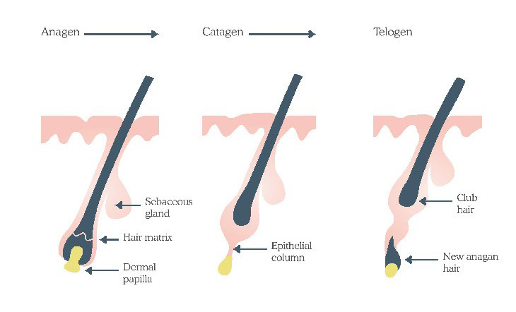 Stages of hair follicle growth | Male Hair Removal Myths | Nads for Men